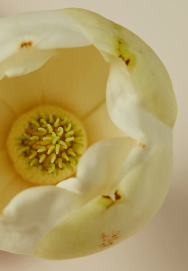 The AYU | Ceremony Hair Oil