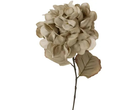 Hydrangea