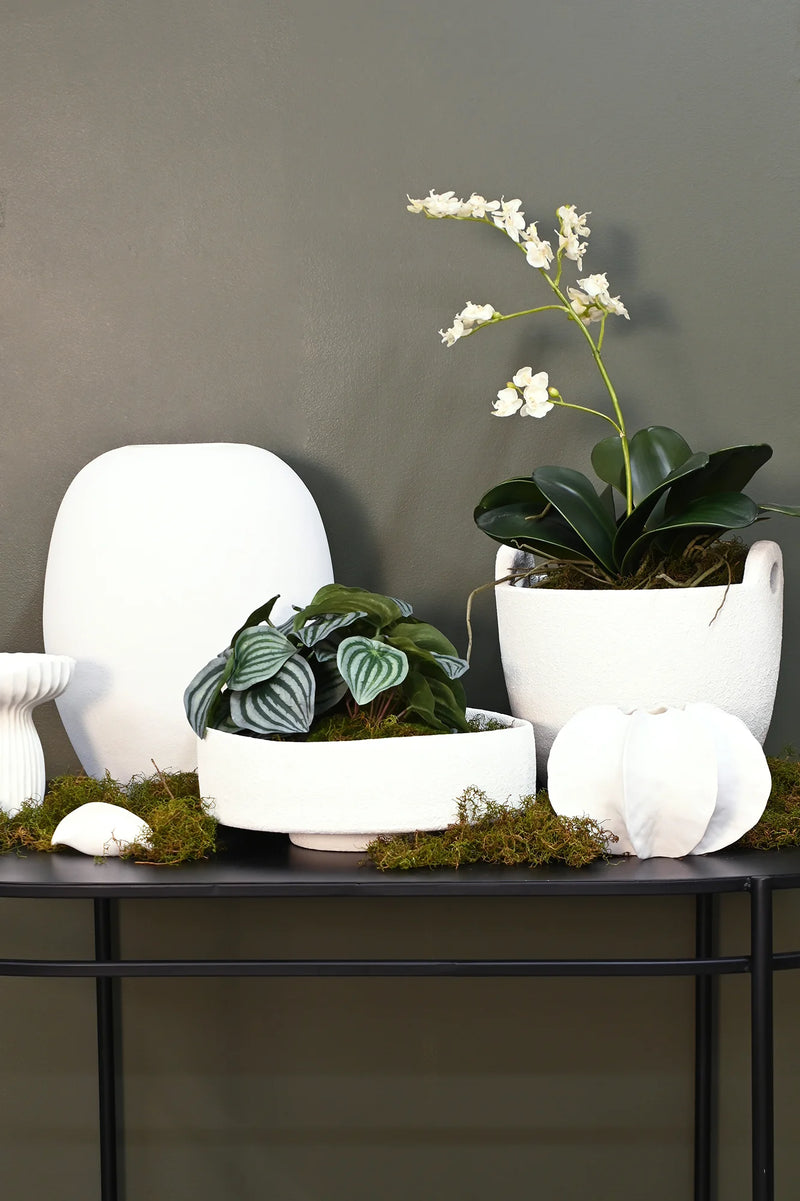 Rene Planter