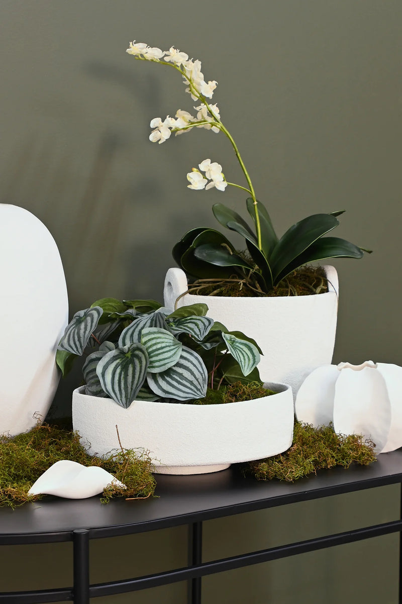 Bella Bowl