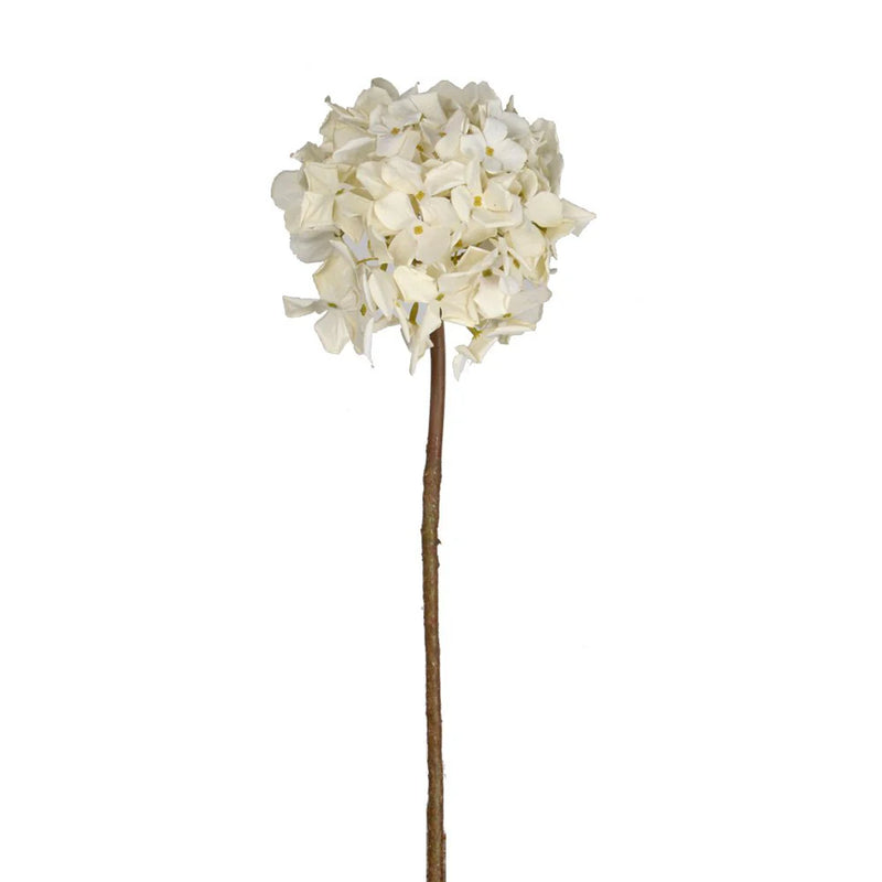 Hydrangea | Antique White