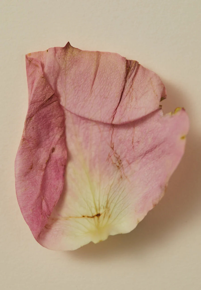 The AYU | Perfume Oil - Smoking Rose 15ml