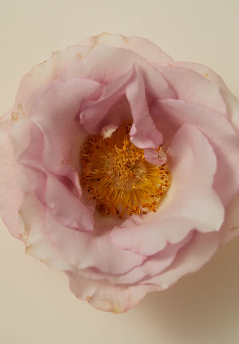 The AYU | Perfume Oil - Smoking Rose 15ml