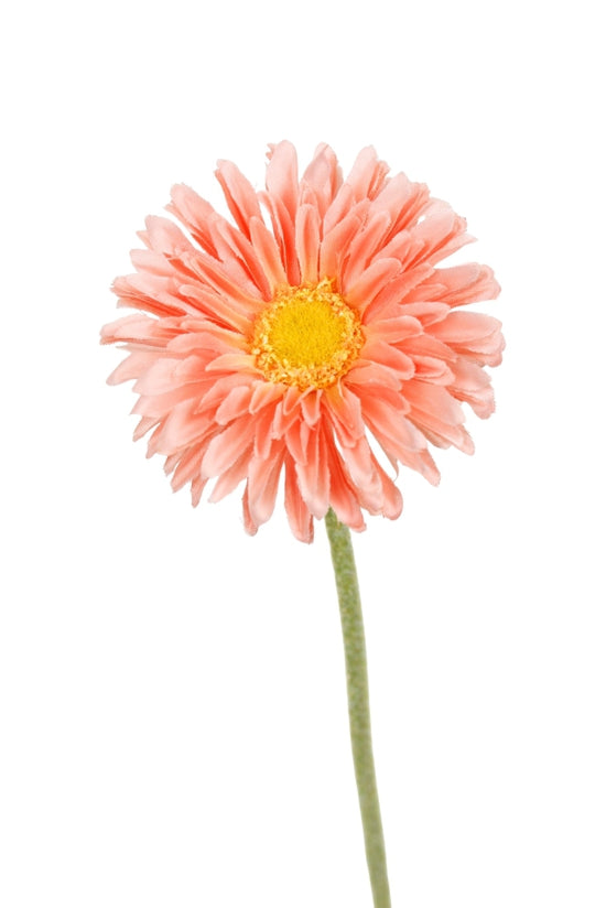 Single Mini Gerbera | Varieties