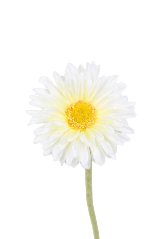 Single Mini Gerbera | Varieties