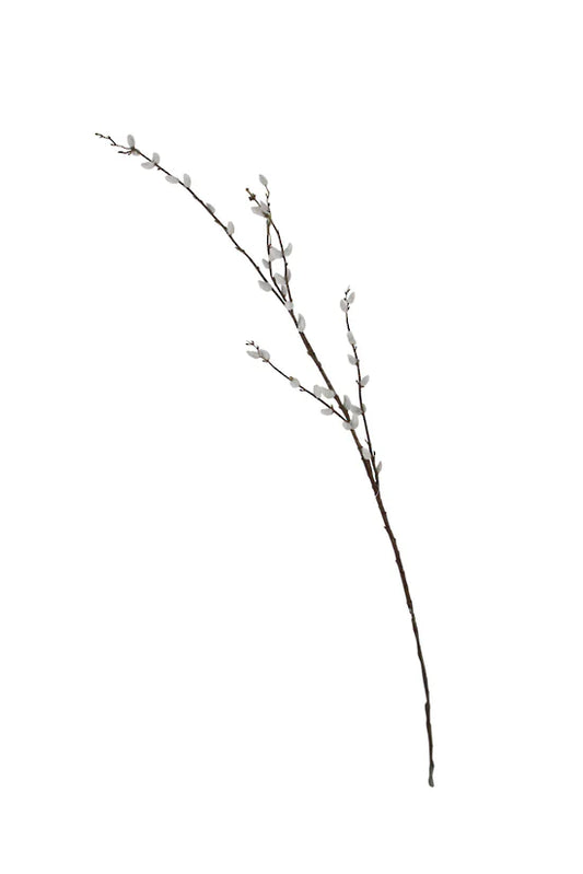 Pussy Willow Branch | 1.16m