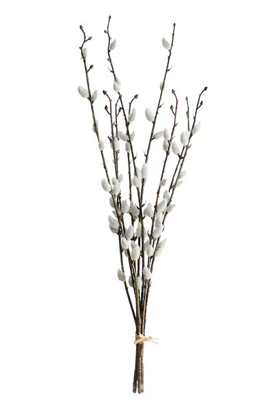Pussy Willow | S3 - 55cm