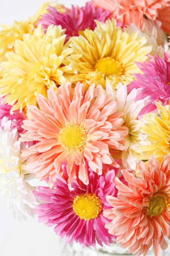 Single Mini Gerbera | Varieties