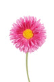 Single Mini Gerbera | Varieties