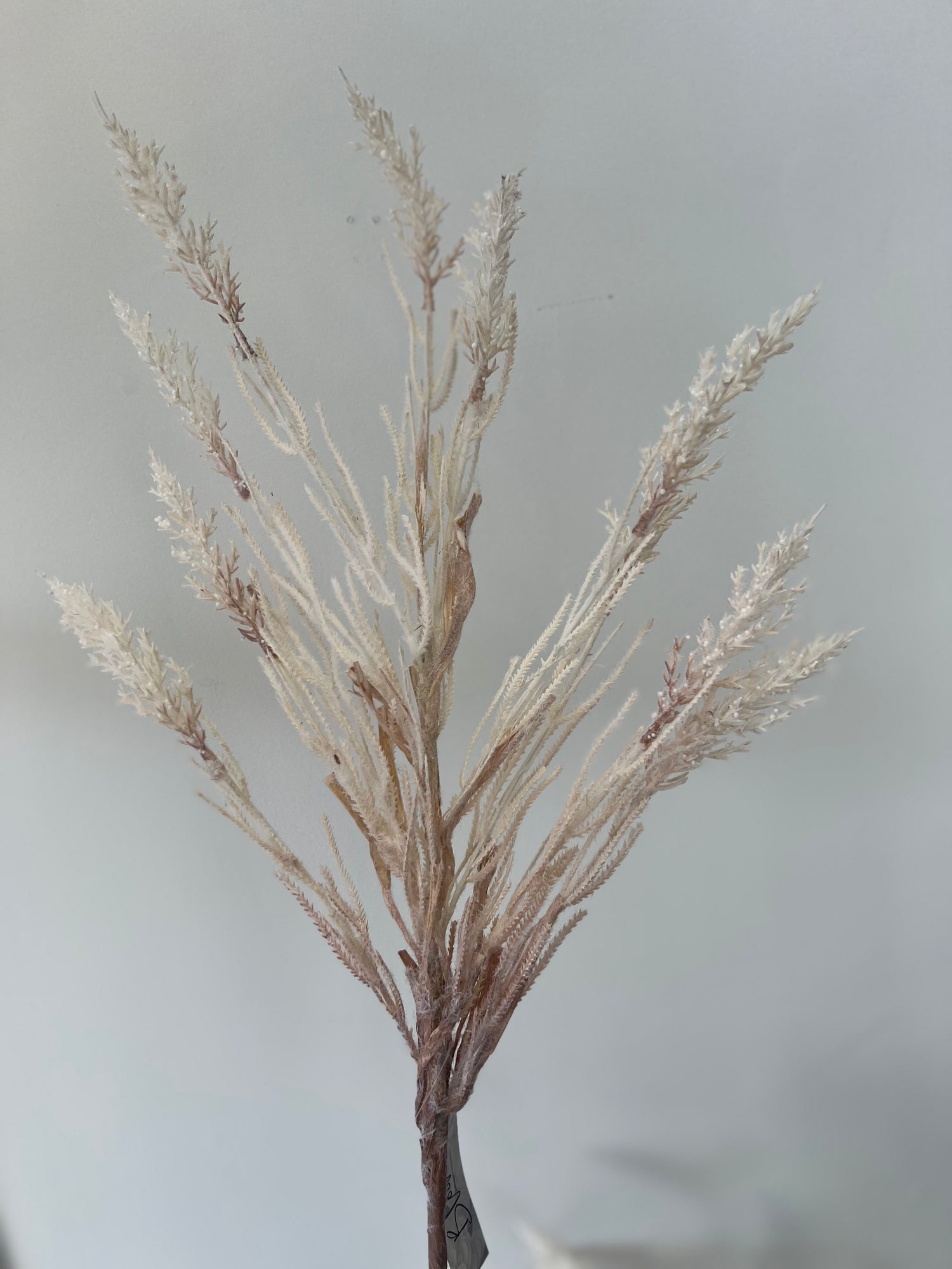 Soft Natural Wheat Spray | Soft Pink