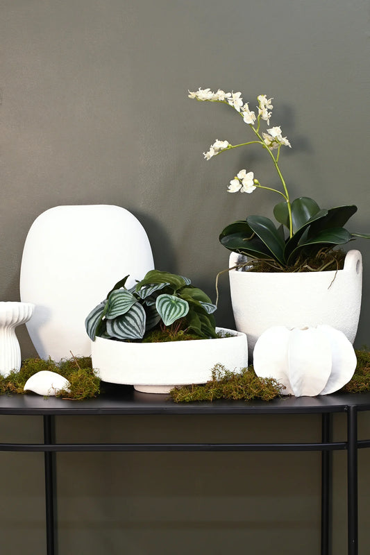 Rene Planter