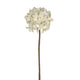 Hydrangea | Antique White