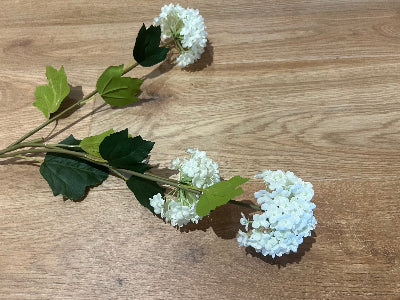 Snow Ball Flowers In White 