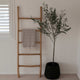 Natural Rustic Ladder | Large